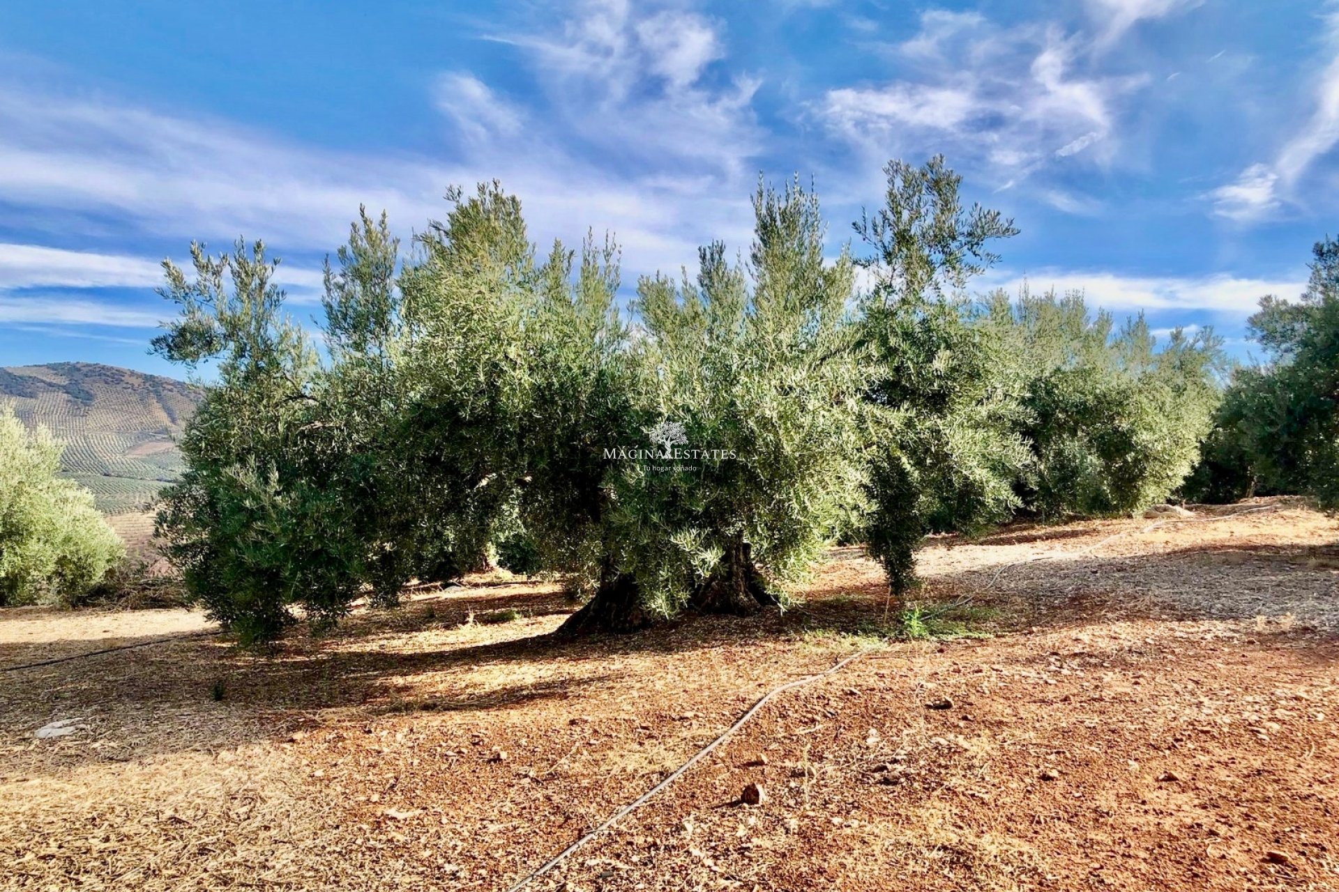 Resale - Plot / Land - Huelma - Sierra Mágina